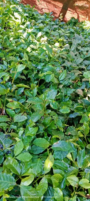 Grafted Ruiru 11 Coffee Seedlings