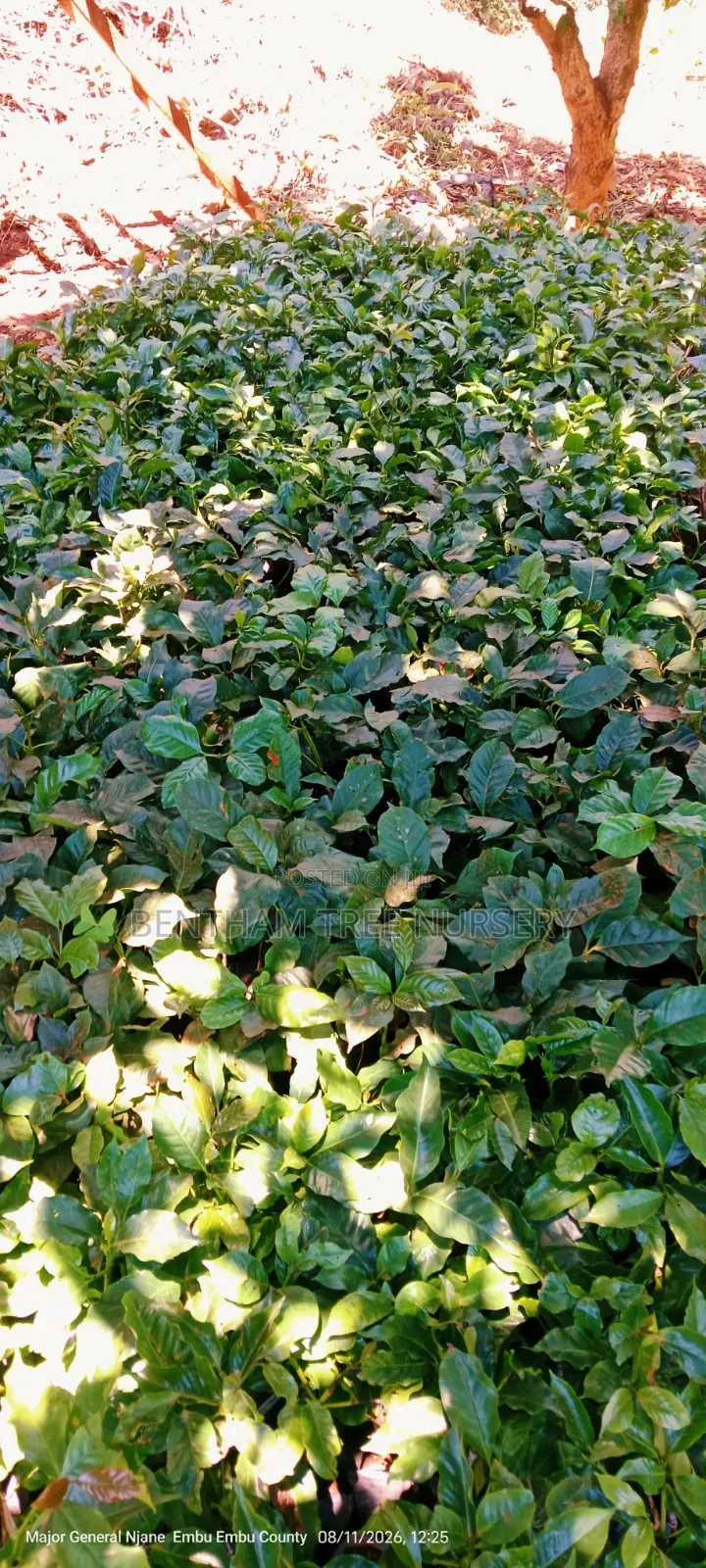Grafted Ruiru 11 Coffee Seedlings