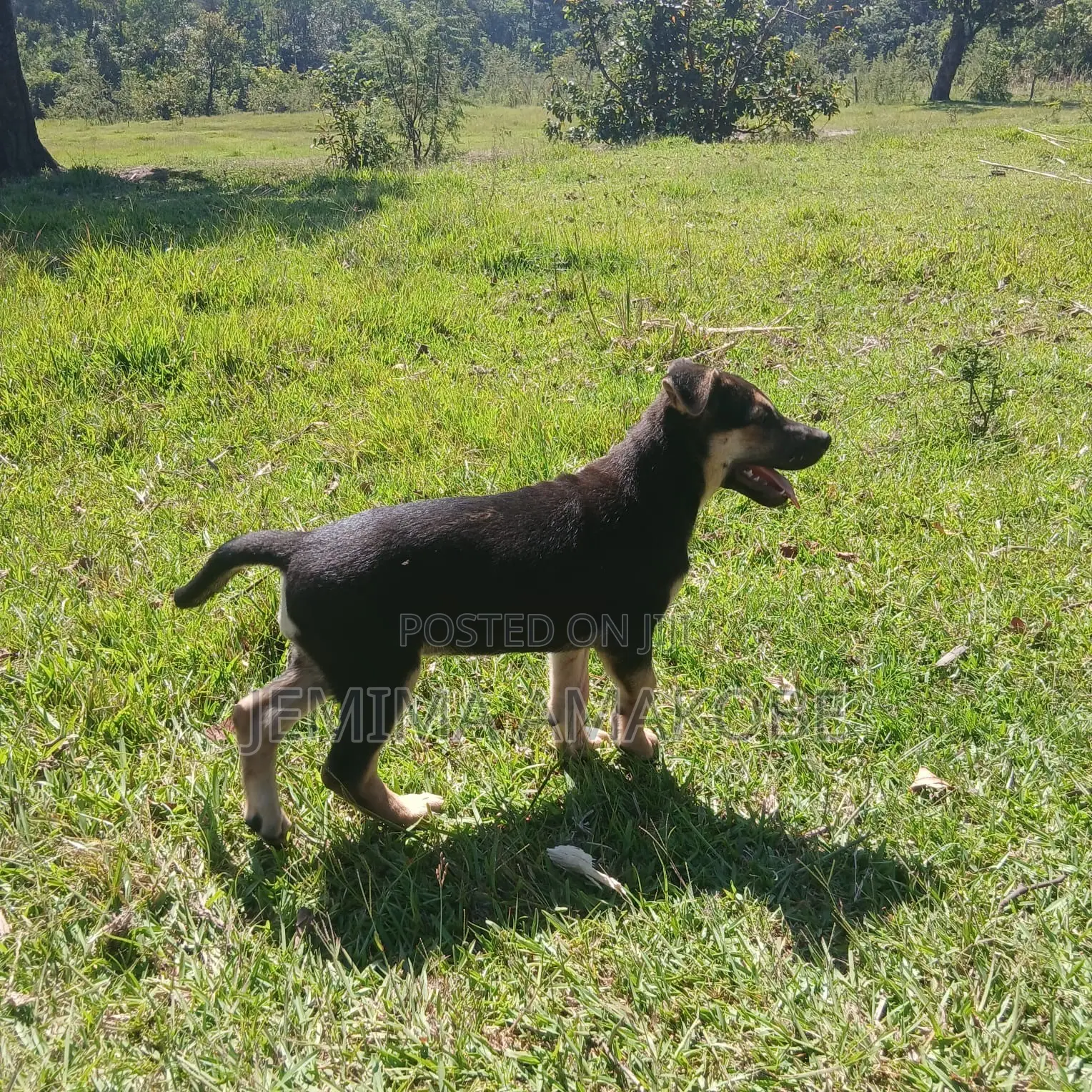 1-3 months Female Mixed Breed German Shepherd
