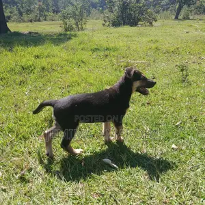 1-3 months Female Mixed Breed German Shepherd
