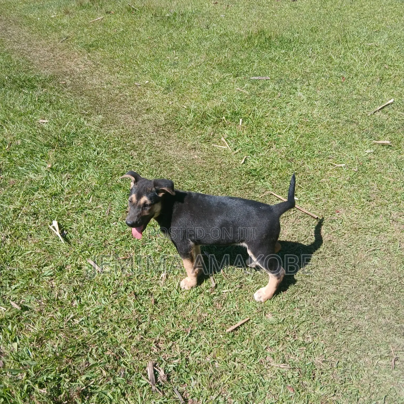 1-3 months Female Mixed Breed German Shepherd