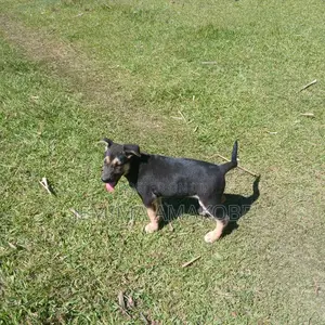1-3 months Female Mixed Breed German Shepherd