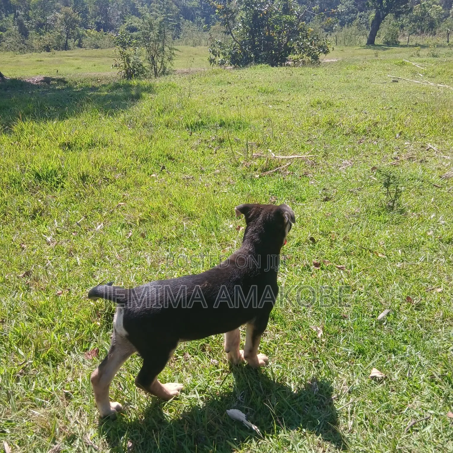 1-3 months Female Mixed Breed German Shepherd