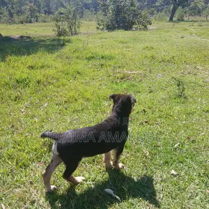 1-3 months Female Mixed Breed German Shepherd