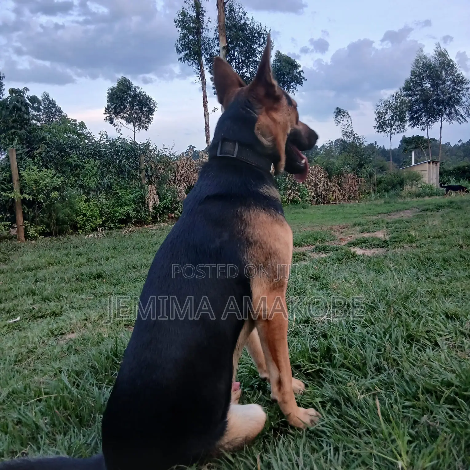 1-3 months Female Mixed Breed German Shepherd