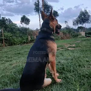 1-3 months Female Mixed Breed German Shepherd