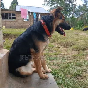 1-3 months Female Mixed Breed German Shepherd