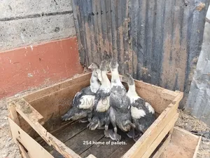2 Months Old Gooselings