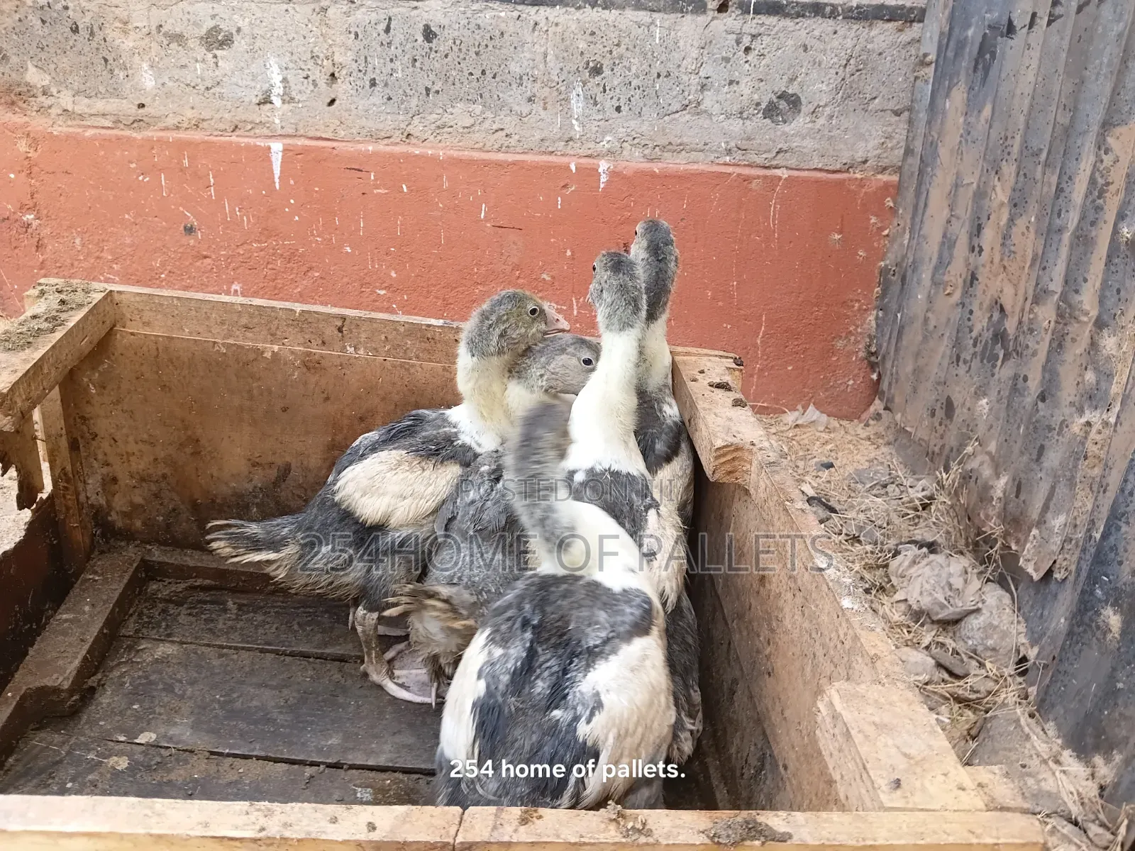2 Months Old Gooselings