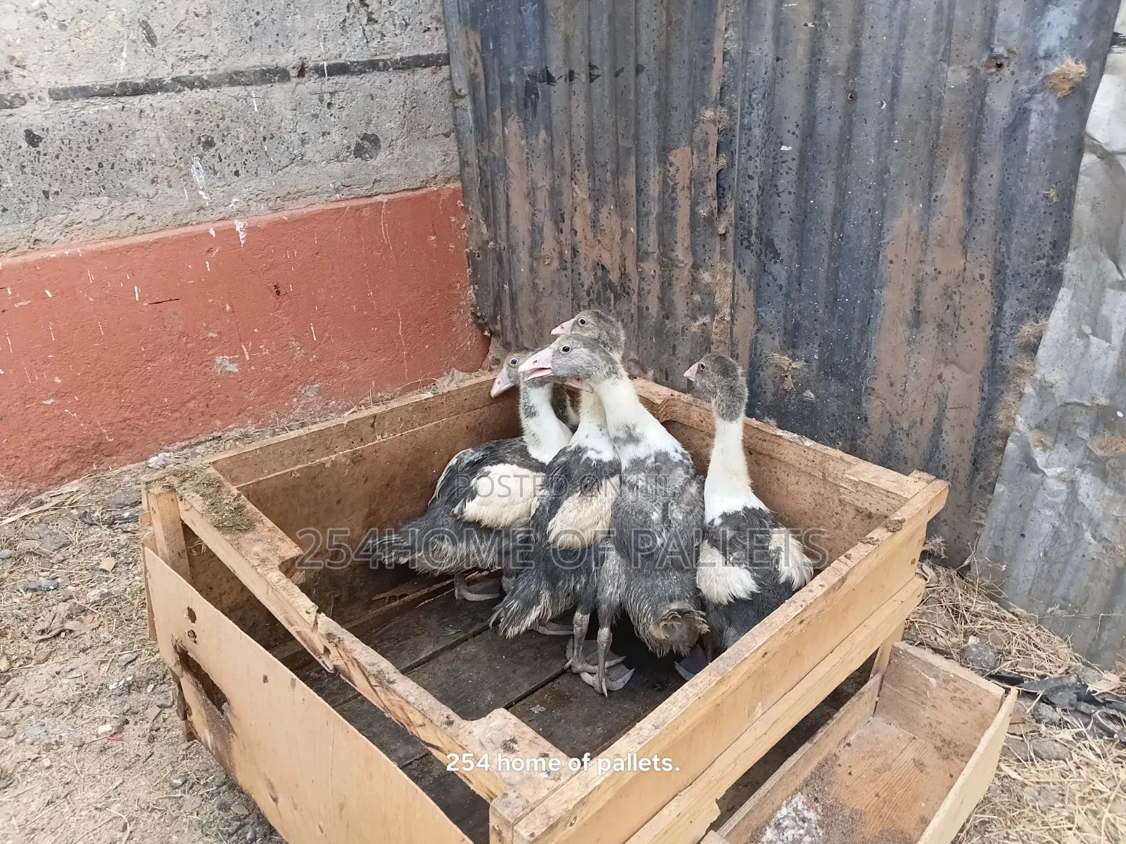 2 Months Old Gooselings