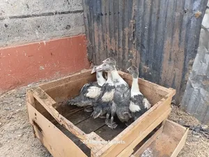 2 Months Old Gooselings