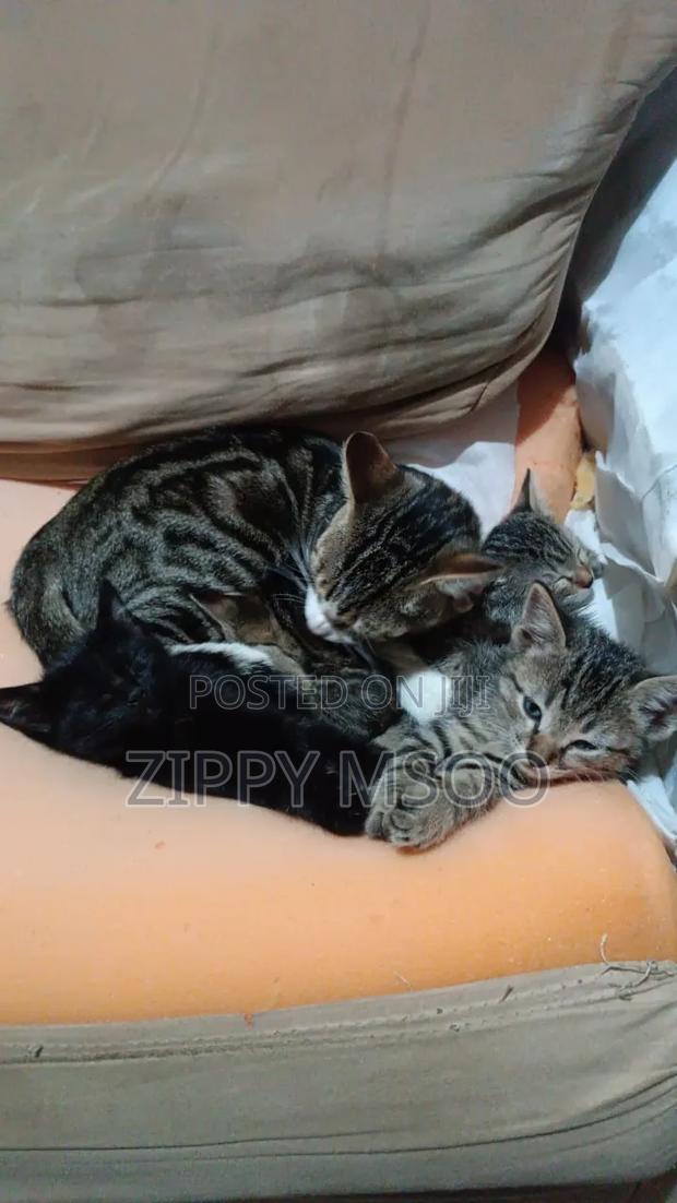 3-6 months Male Mixed Breed Tabby