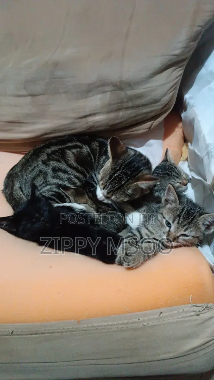 3-6 months Male Mixed Breed Tabby