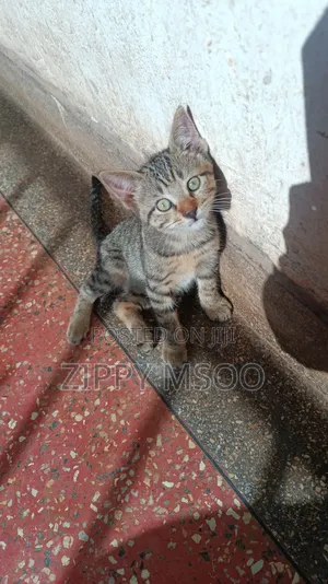 3-6 months Male Mixed Breed Tabby