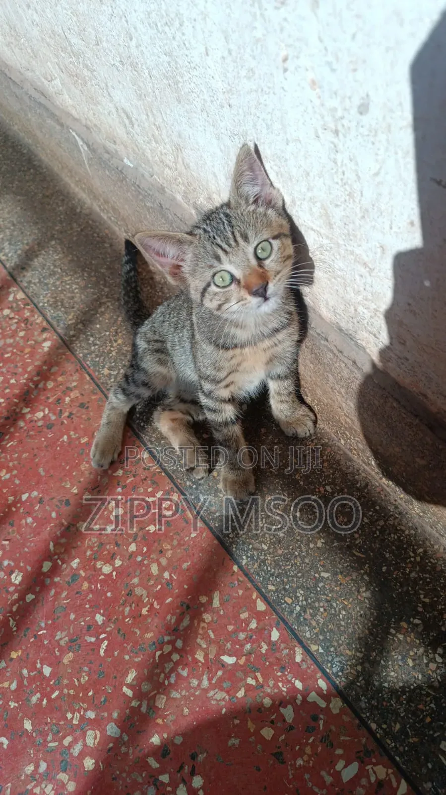 3-6 months Male Mixed Breed Tabby
