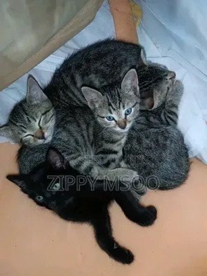 3-6 months Male Mixed Breed Tabby