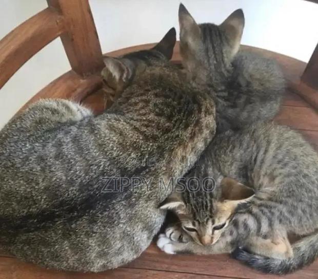 3-6 months Male Mixed Breed Tabby