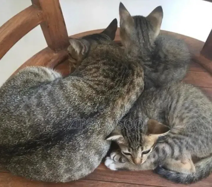3-6 months Male Mixed Breed Tabby