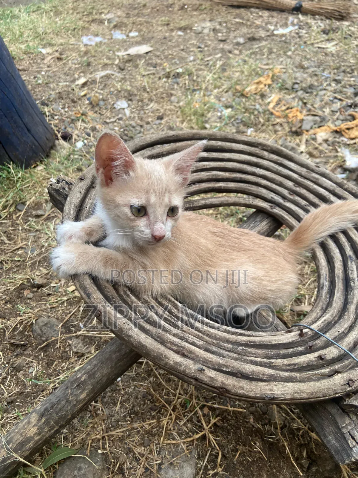 3-6 months Male Purebred Tabby