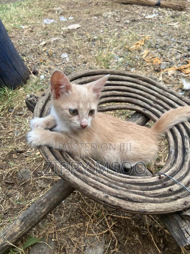 3-6 months Male Purebred Tabby