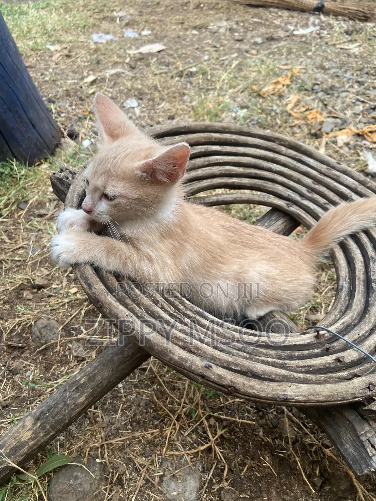 3-6 months Male Purebred Tabby