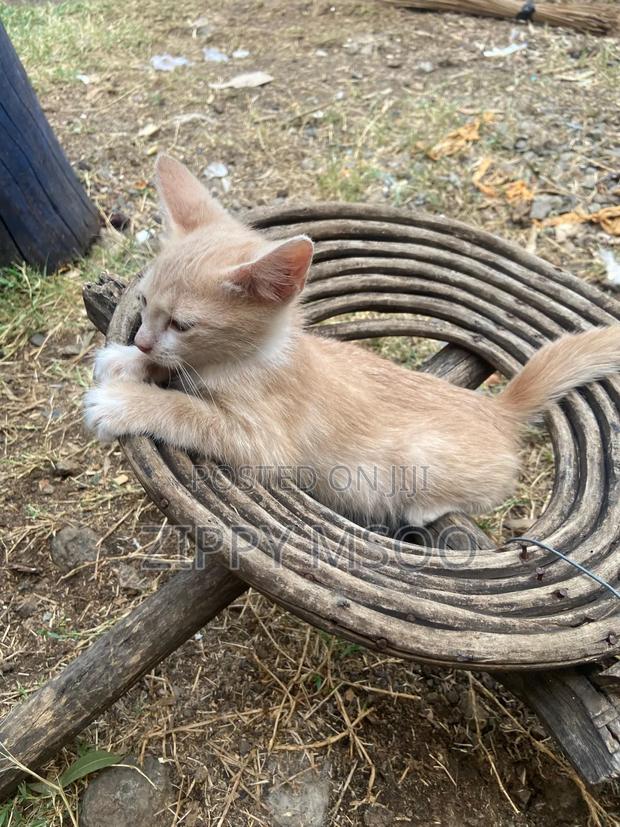 3-6 months Male Purebred Tabby - thumbnail 2