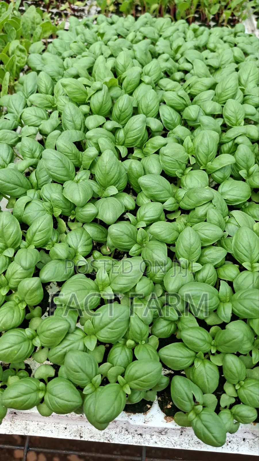 Vegetable Seedlings for Sale, Collect in Ruiru or Delivery by Courier.