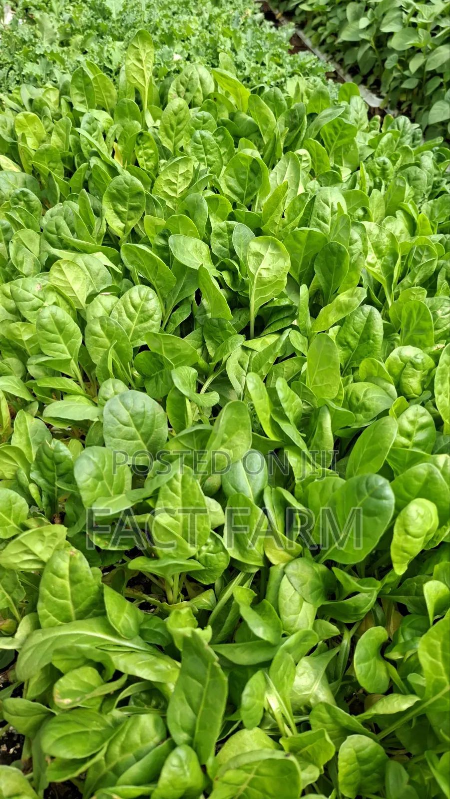 Vegetable Seedlings for Sale, Collect in Ruiru or Delivery by Courier.