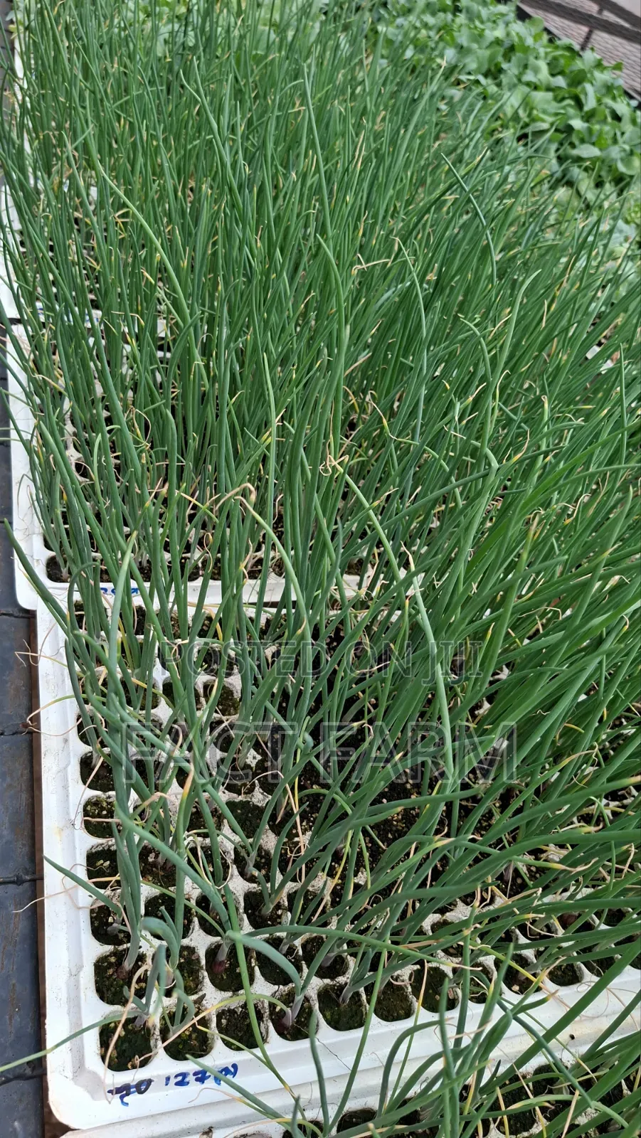 Vegetable Seedlings for Sale, Collect in Ruiru or Delivery by Courier.