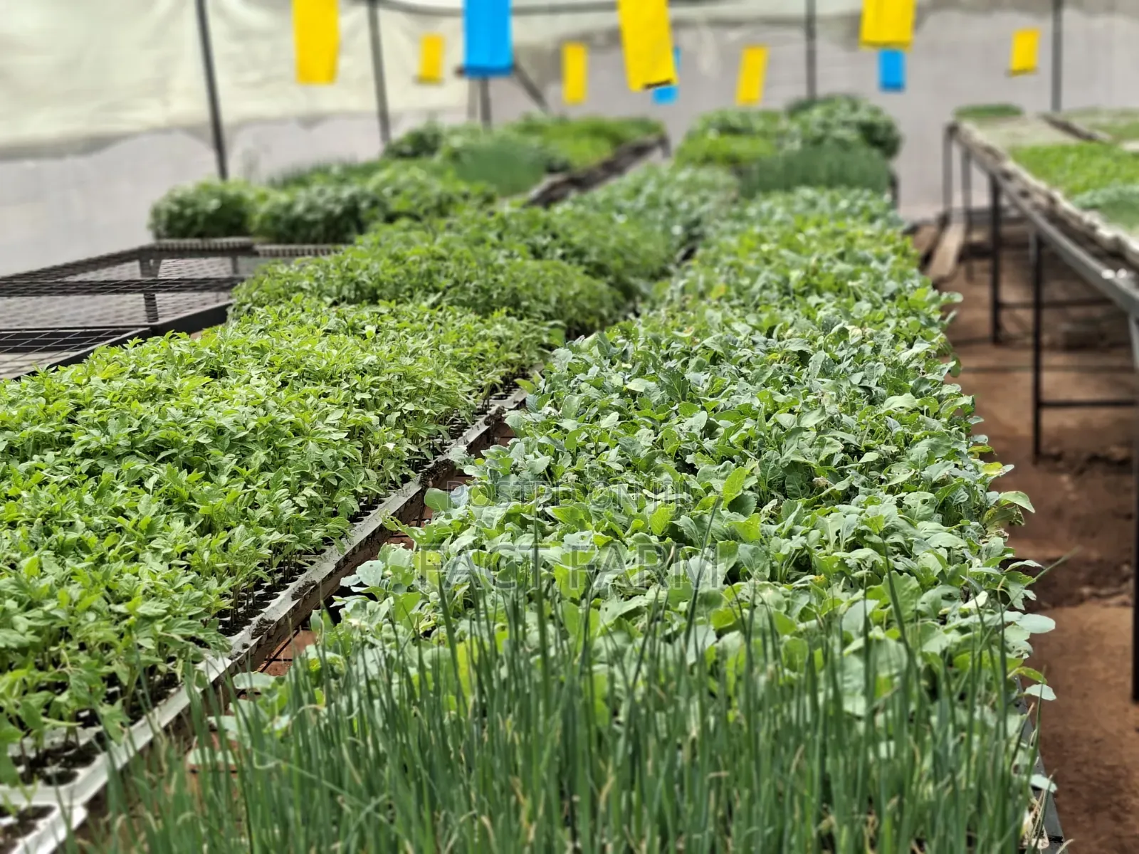 Vegetable Seedlings for Sale, Collect in Ruiru or Delivery by Courier.