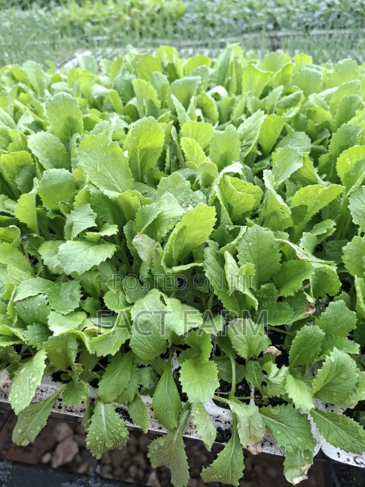 Vegetable Seedlings for Sale, Collect in Ruiru or Delivery by Courier.