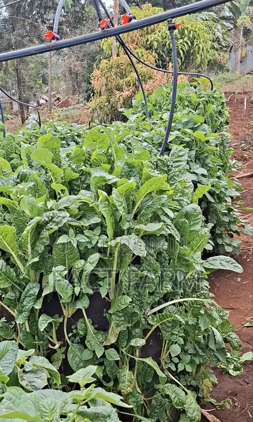 Vertical Vegetable Bags and Irrigation for Sale