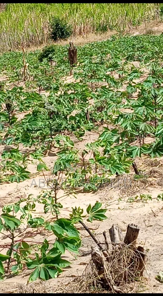 Land Is Legit and It Has Good Fertile for Agriculture.