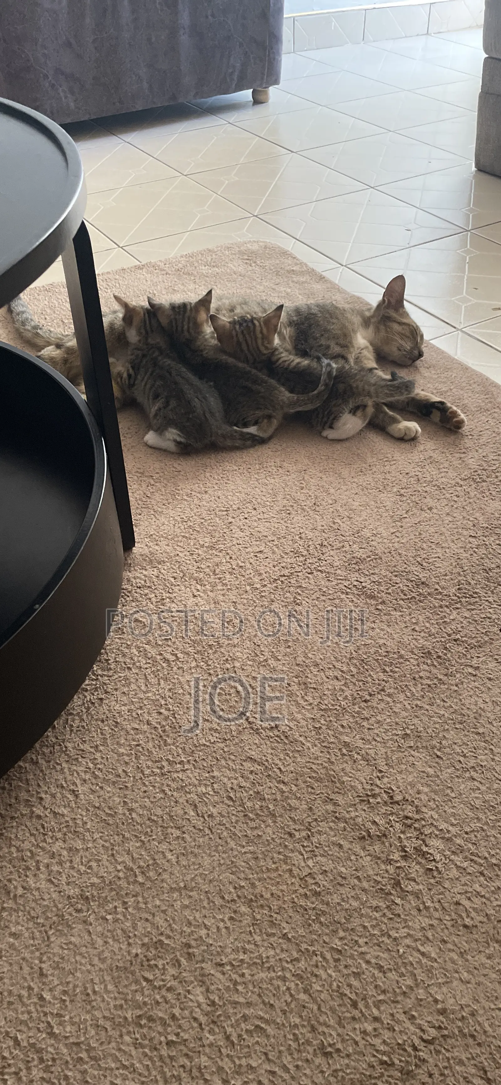 1-3 months Female Mixed Breed Tabby