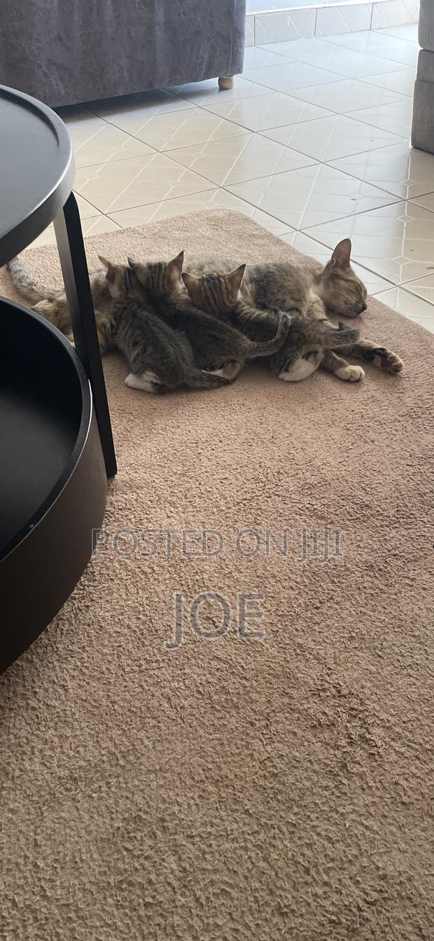 1-3 months Female Mixed Breed Tabby - main view