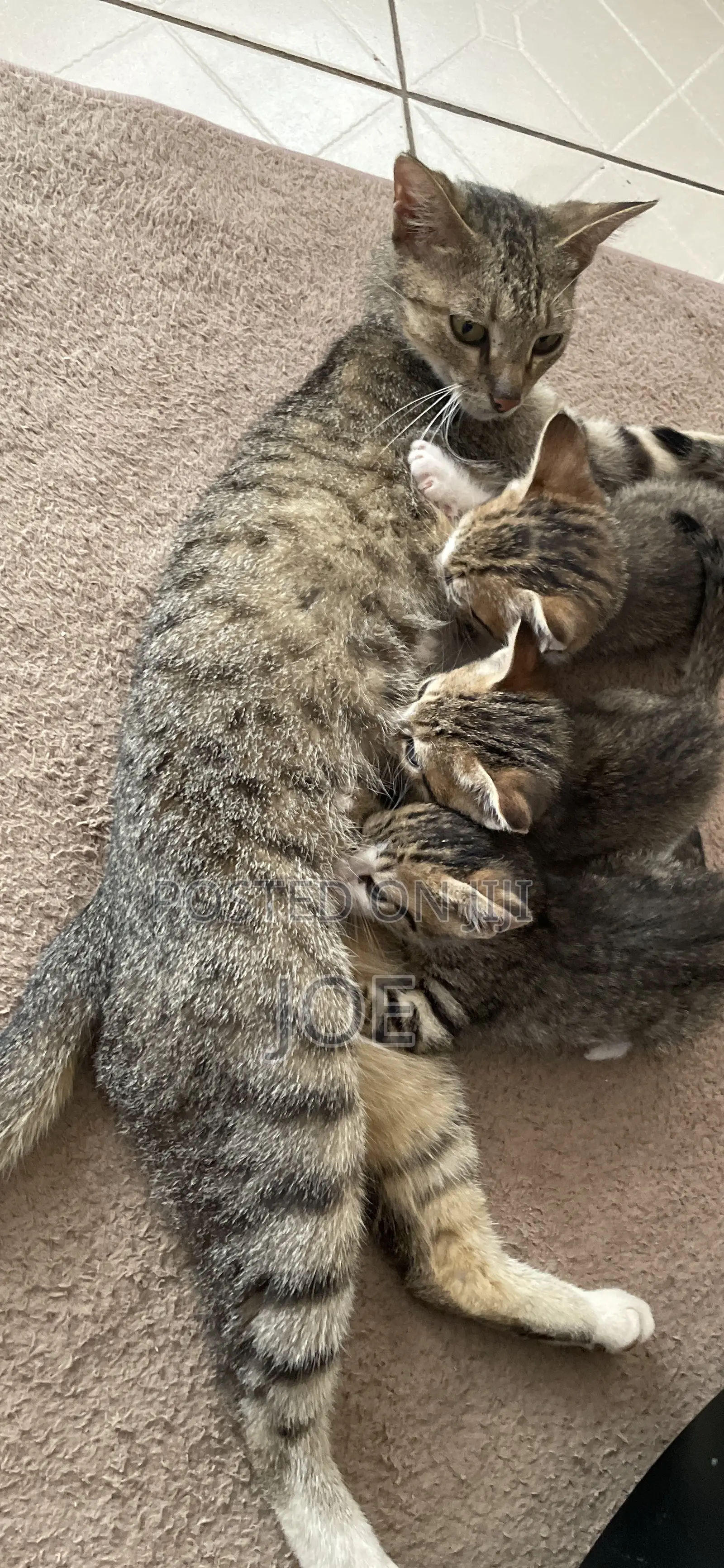 1-3 months Female Mixed Breed Tabby