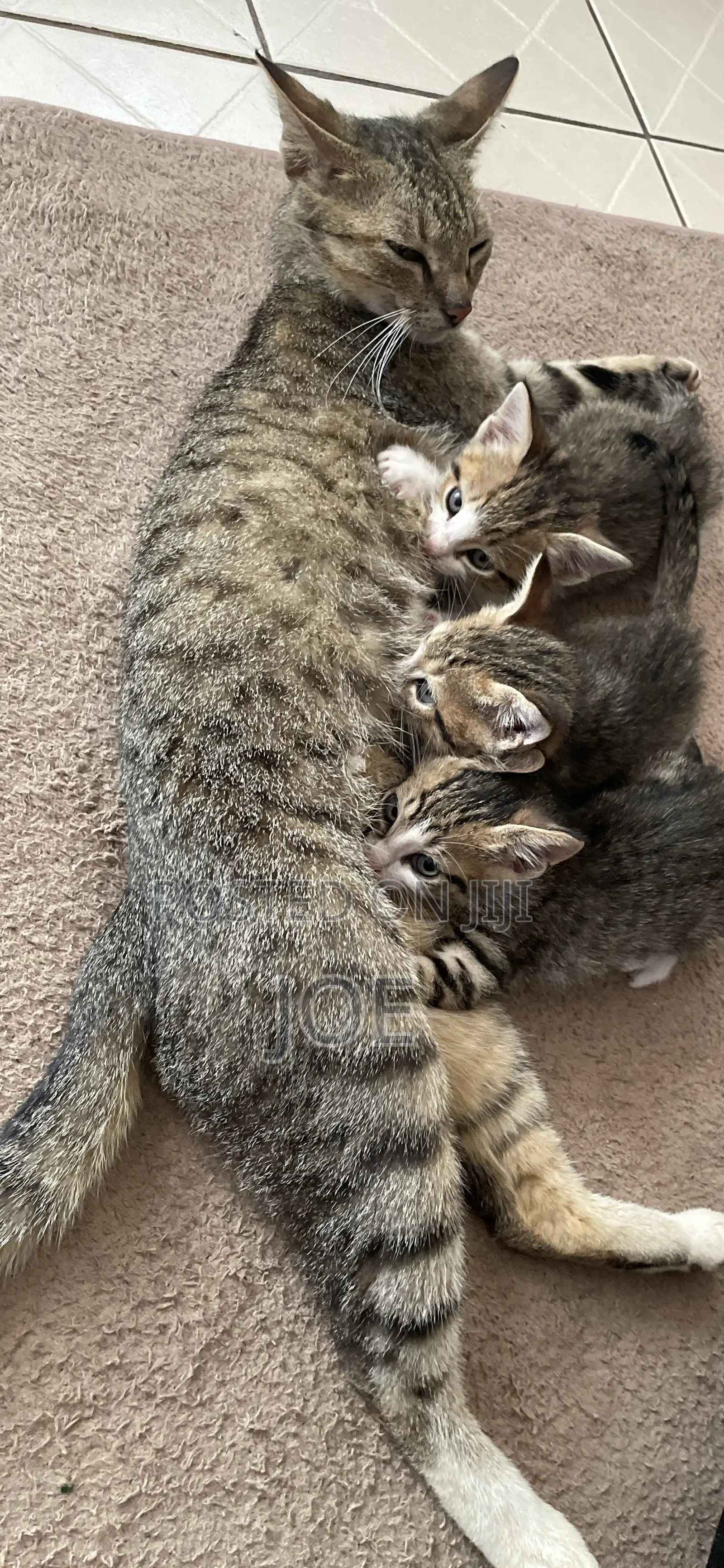 1-3 months Female Mixed Breed Tabby