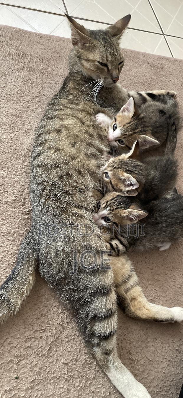 1-3 months Female Mixed Breed Tabby - thumbnail 3