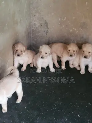 1-3 months Male Purebred Golden Retriever