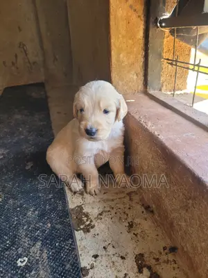 1-3 months Male Purebred Golden Retriever