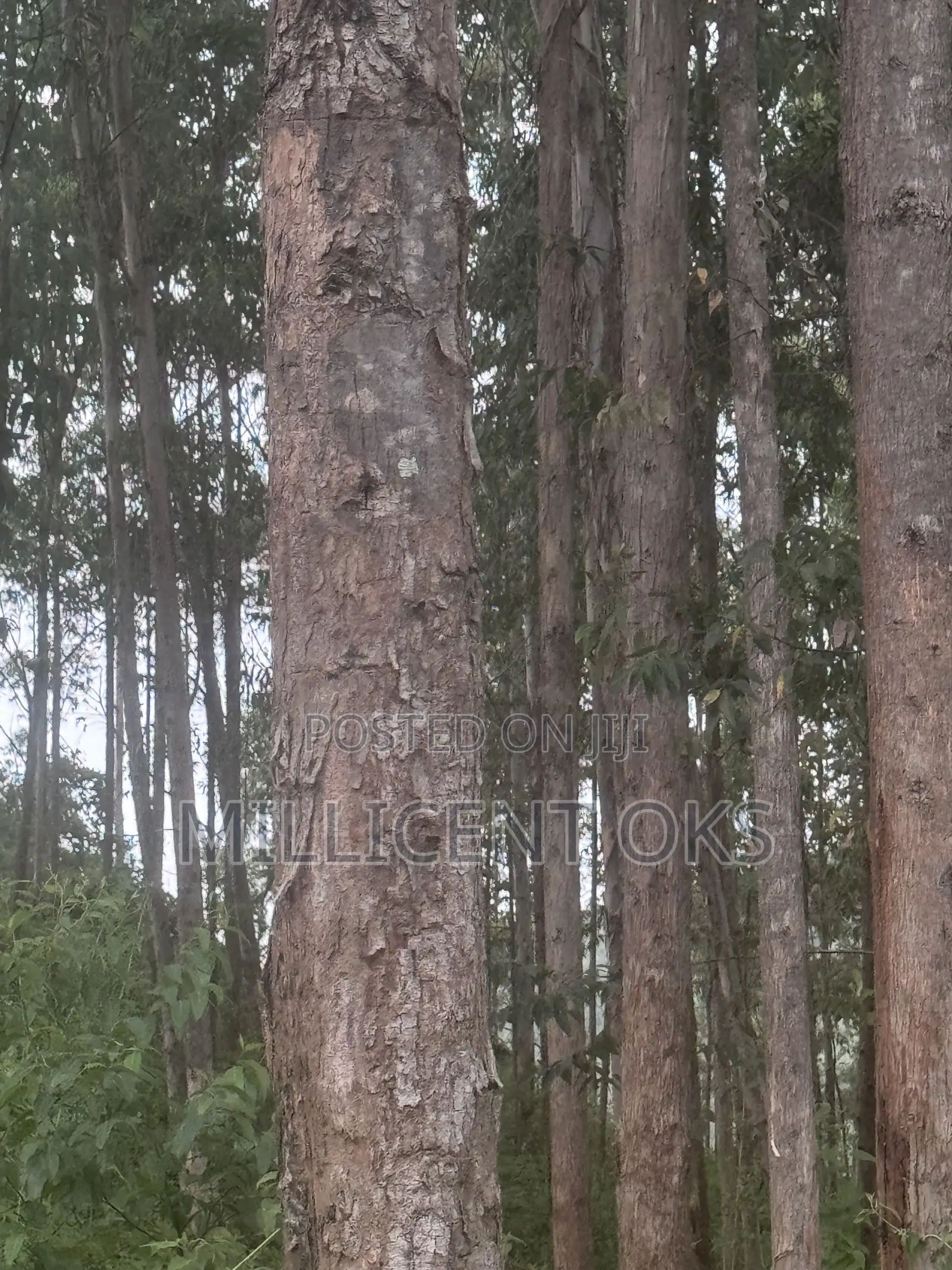 Over 800 Trees Available for Sale