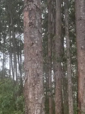Over 800 Trees Available for Sale