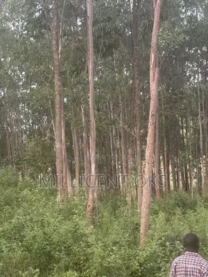 Over 800 Trees Available for Sale