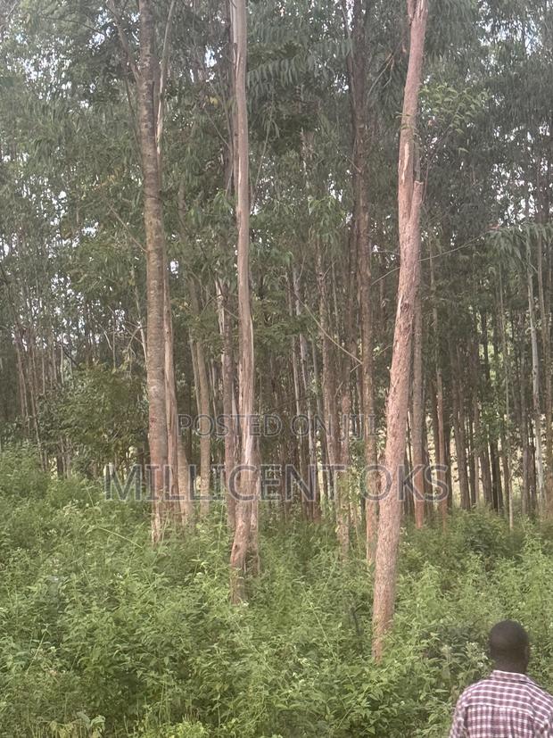 Over 800 Trees Available for Sale - thumbnail 2