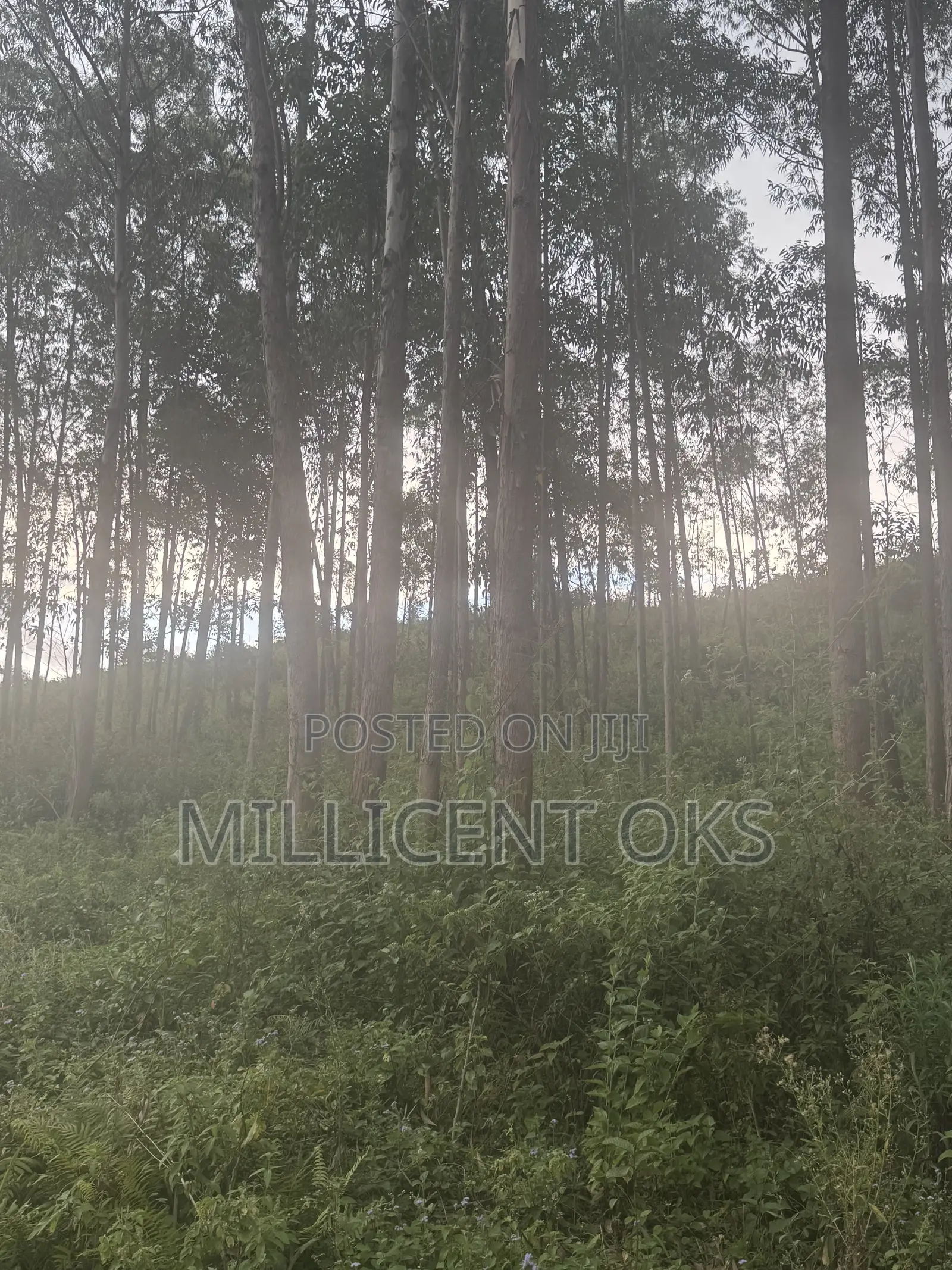 Over 800 Trees Available for Sale