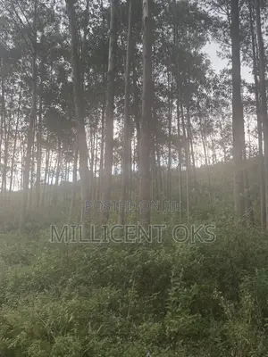 Over 800 Trees Available for Sale