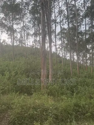 Over 800 Trees Available for Sale