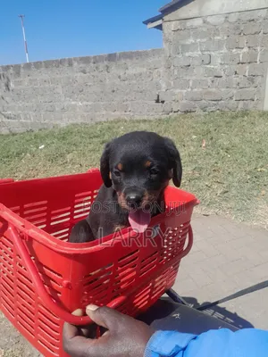 1-3 months Female Purebred Rottweiler