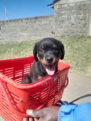 1-3 months Female Purebred Rottweiler