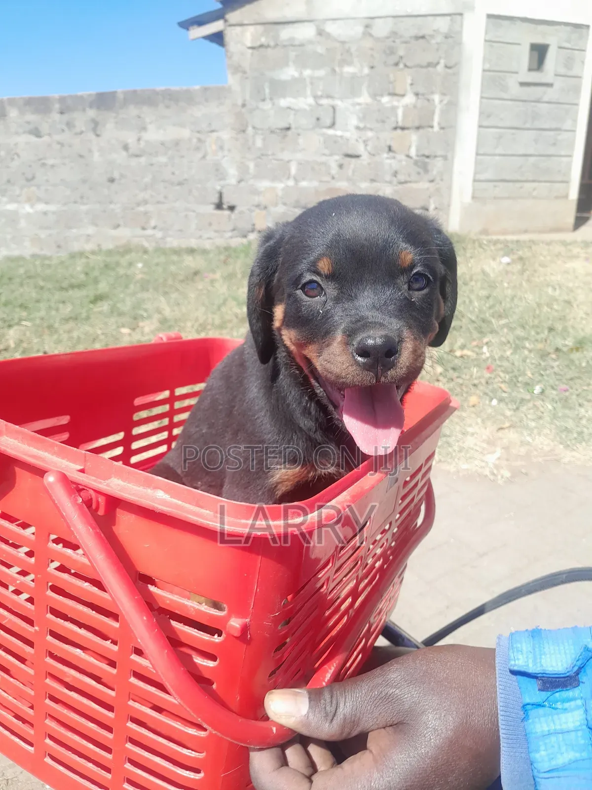 1-3 months Female Purebred Rottweiler